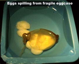Eggs spilling from fragile eggcase